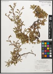 Foto von Salix retusa L.